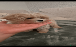 Maltipoo dogs for sale: Freeman - Image 2