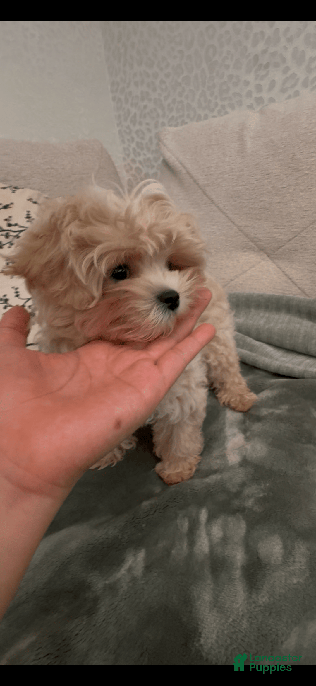 Maltipoo dogs for sale: Freeman - Image 2