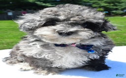 Miniature Poodle dogs for sale: Jethro - Image 4