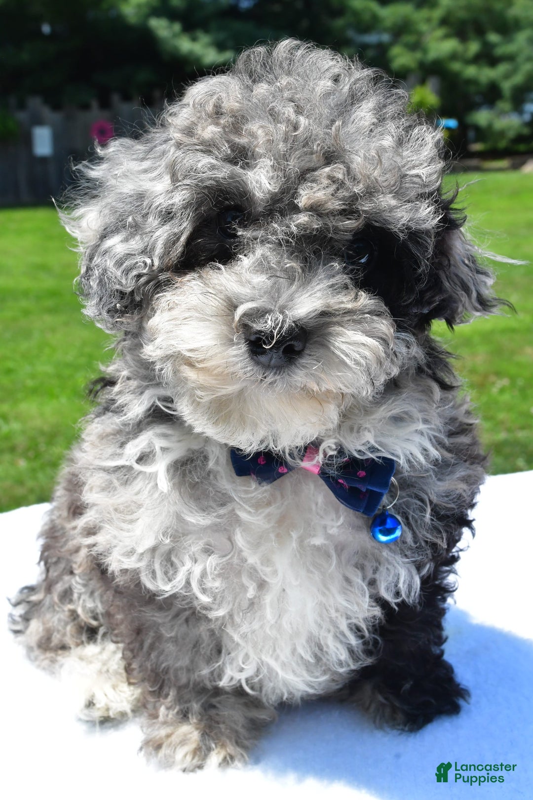 Miniature Poodle dogs for sale: Jethro - Image 4