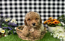 Miniature Poodle dogs for sale: Boomer - Image 2