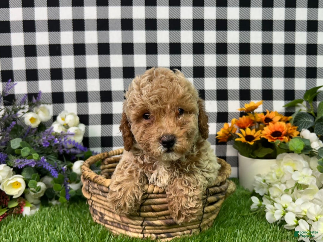 Miniature Poodle dogs for sale: Boomer - Image 2