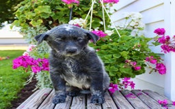Australian Cattle Dog dogs for sale: Bingo - Image 4