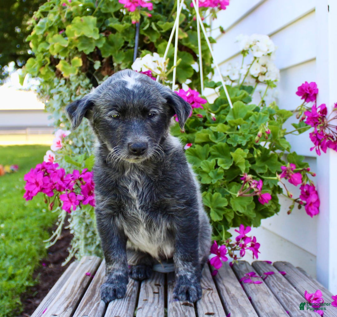 Australian Cattle Dog dogs for sale: Bingo - Image 4