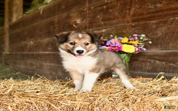 Shetland Sheepdog dogs for sale: Clover - Image 1