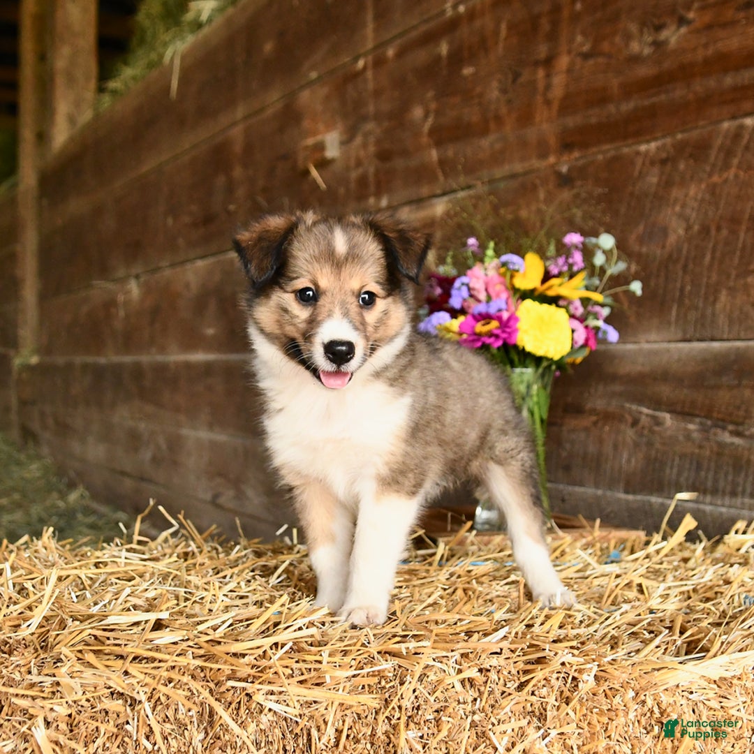 Shetland Sheepdog dogs for sale: Clover - Image 1