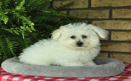 Havapoo dogs for sale: Thomas - Image 10