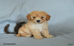 Shihpoo dogs for sale: Rolo - Image 1