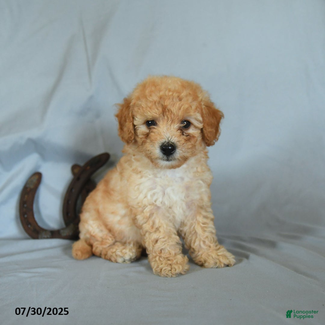 Shihpoo dogs for sale: Rolo - Image 1