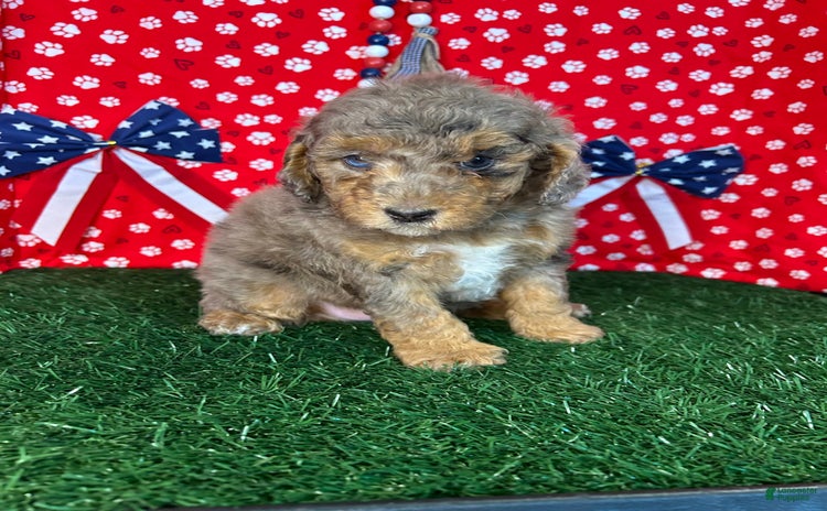 Miniature Poodle dogs for sale - Ad 4