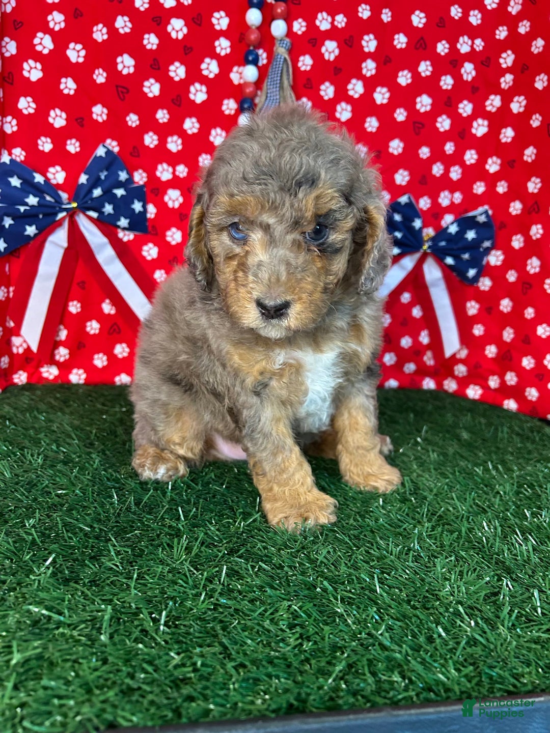Miniature Poodle dogs for sale: Rocky - Image 1