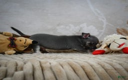 Chihuahua dogs for sale: Saul - Image 5