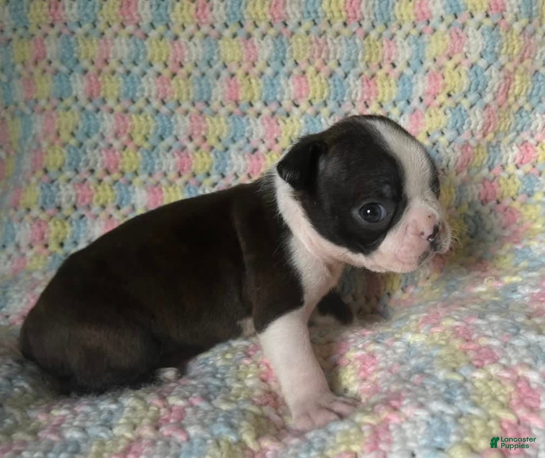 Boston Terrier dogs for sale: Ashe - Image 4