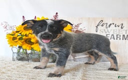 Australian Cattle Dog dogs for sale: Bella - Image 2