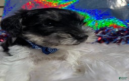 Miniature Schnauzer dogs for sale: Halo - Image 8