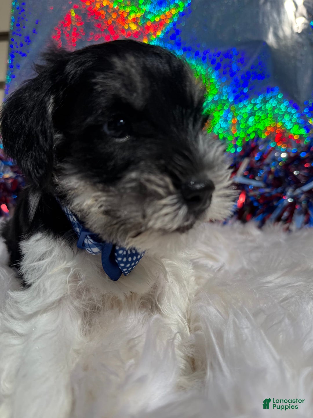 Miniature Schnauzer dogs for sale: Halo - Image 8