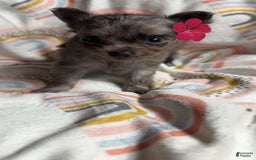 Chihuahua dogs for sale: Coi - Image 4