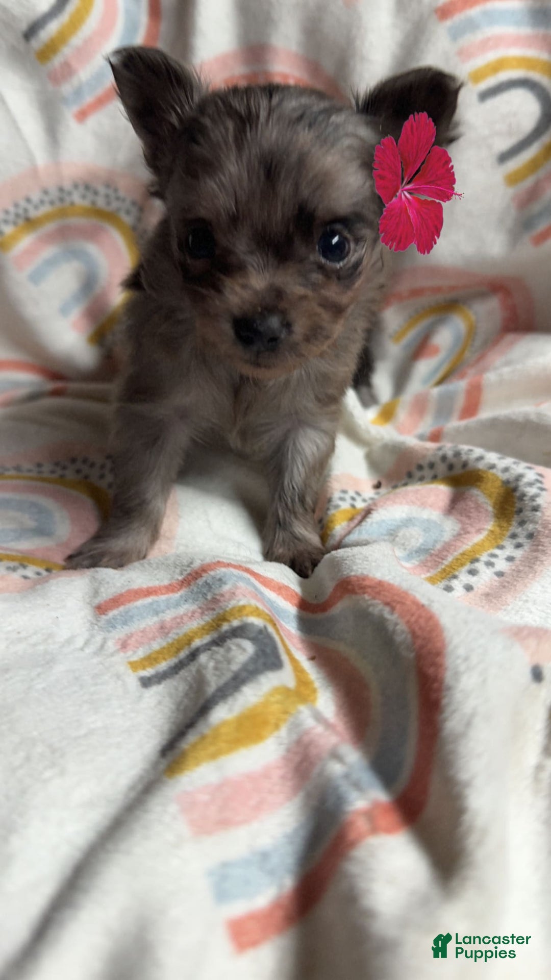 Chihuahua dogs for sale: Coi - Image 4