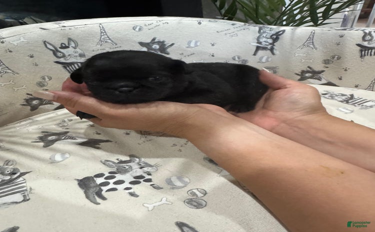 Pug dogs for sale - Ad 1