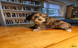 Portuguese Water Dog dogs for sale: Merlin - Image 3
