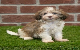 Havanese dogs for sale: Roscoe - Image 6