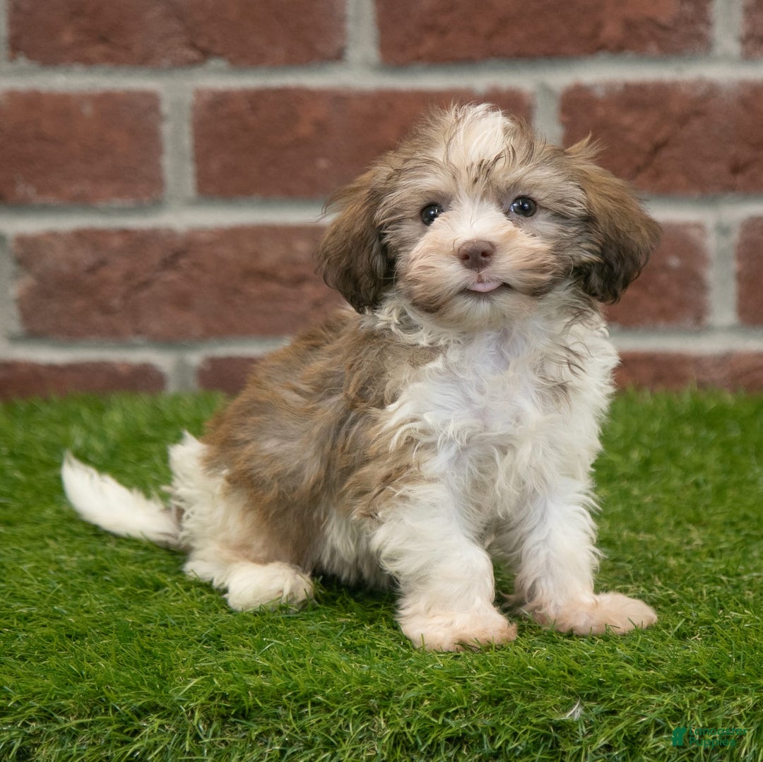 Havanese dogs for sale: Roscoe - Image 6