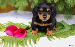 Miniature Dachshund dogs for sale: Lonnie - Image 1