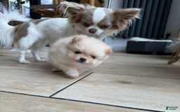 Pomeranian dogs for sale: Bunny - Image 3