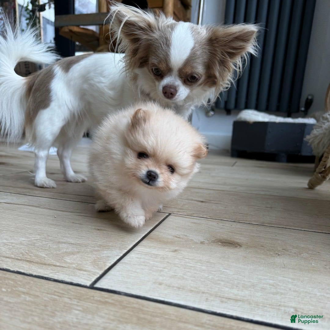 Pomeranian dogs for sale: Bunny - Image 3