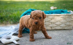 Miniature Poodle dogs for sale: Ted - Image 5