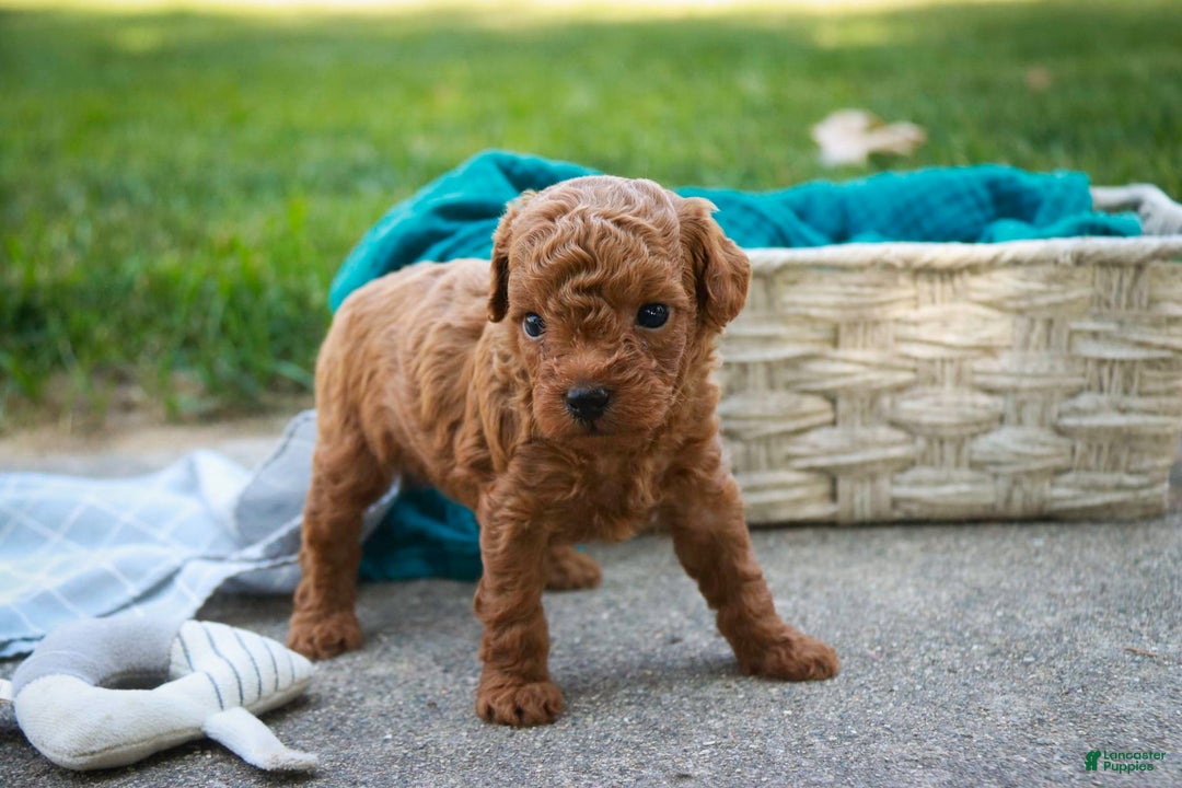 Miniature Poodle dogs for sale: Ted - Image 5