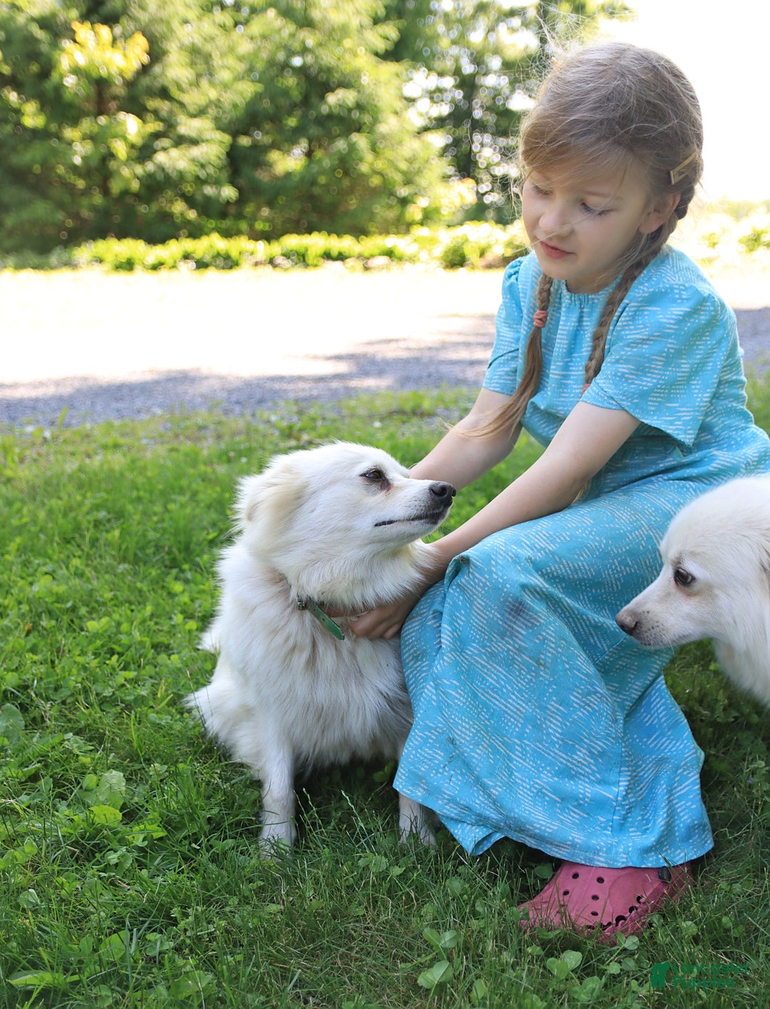 American Eskimo dogs for sale: Stuart - Image 7