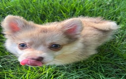 Pomeranian dogs for sale: Cookie Doe - Image 6
