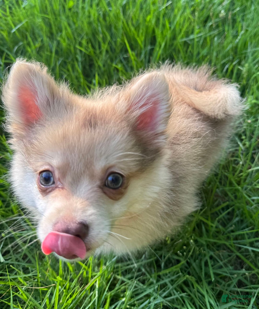 Pomeranian dogs for sale: Cookie Doe - Image 6