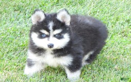 Pomsky dogs for sale: Charlie - Image 7