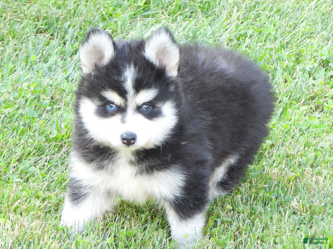 Pomsky dogs for sale: Charlie - Image 7