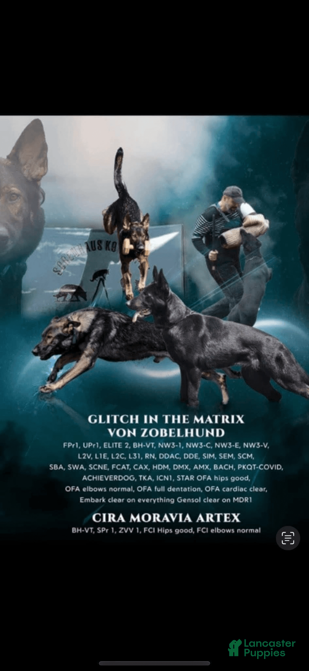 German Shepherd dogs for sale: Litter - Image 2