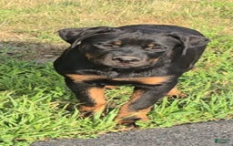 Rottweiler dogs for sale: Princess Astoria-doneyuno - Image 1