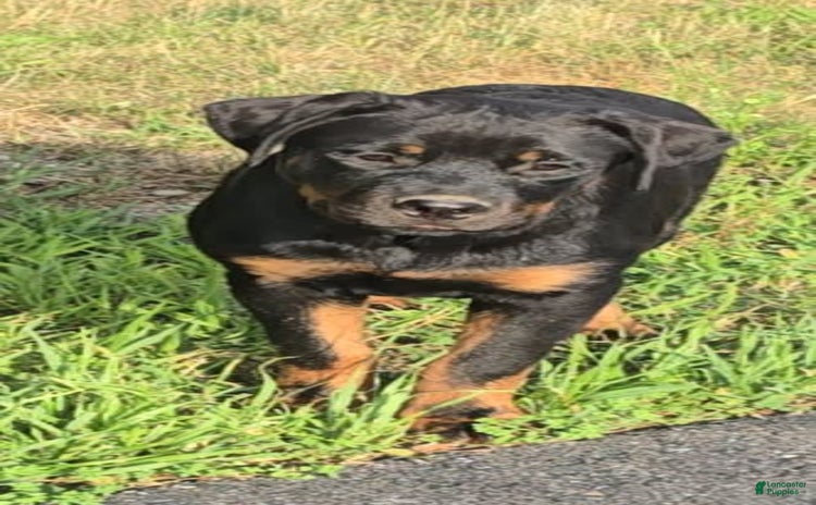 Rottweiler dogs for sale - Ad 2