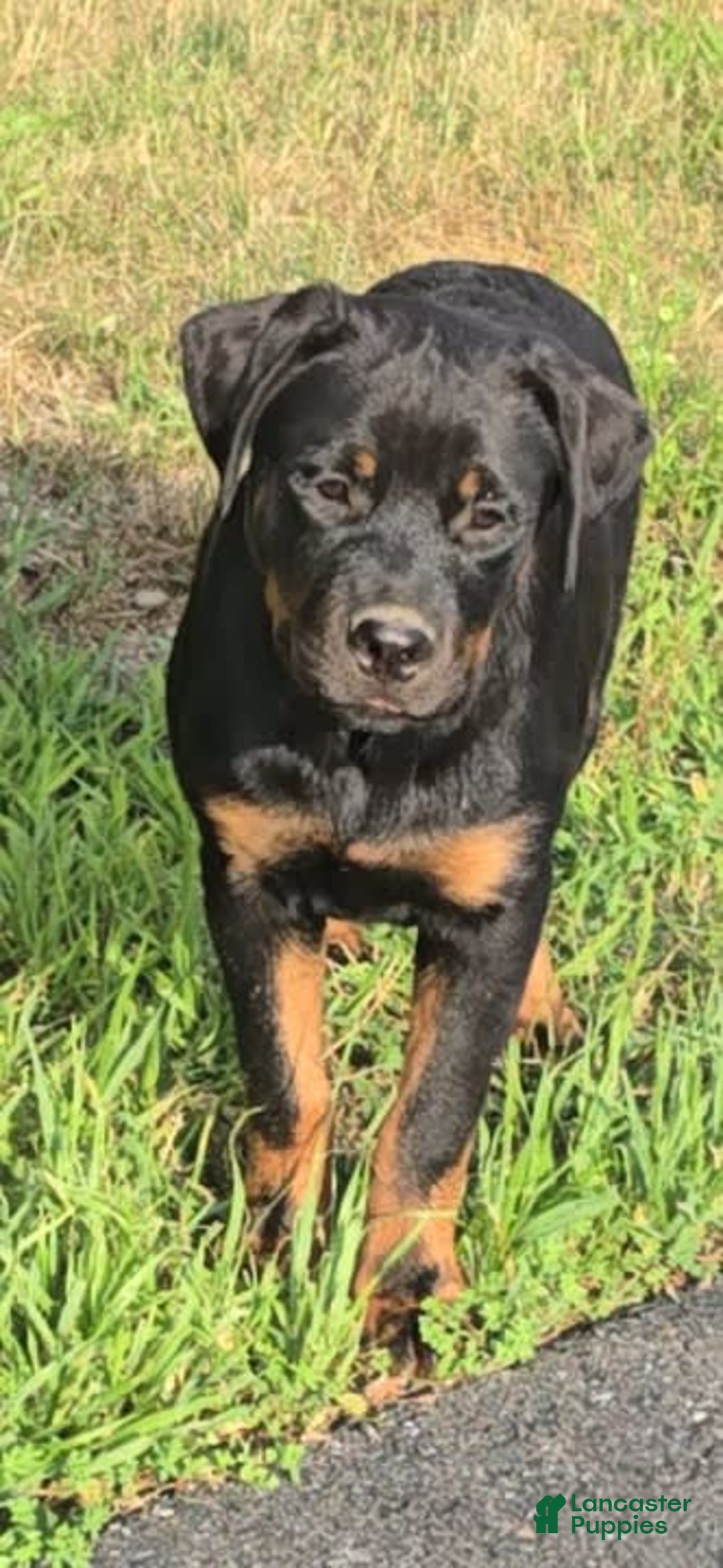 Rottweiler dogs for sale: Princess Astoria-doneyuno - Image 1