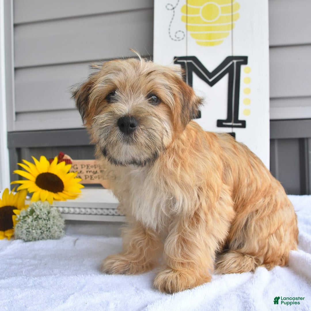 Morkie dogs for sale: Rover - Image 9