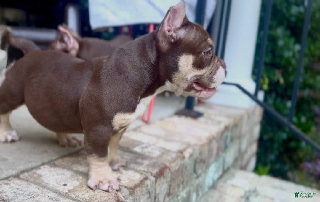 American Bully dogs for sale: Trixie - Image 3