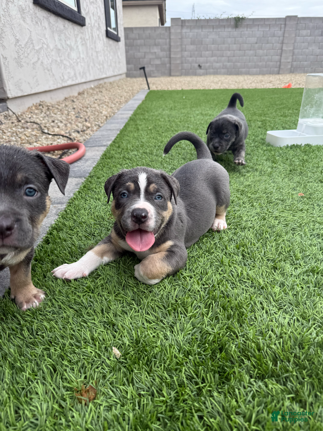 American Bully dogs for sale: Max - Image 3