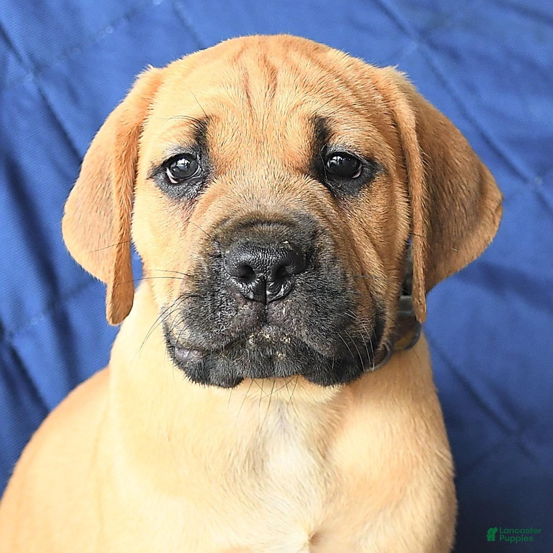 Cane Corso dogs for sale: Milo - Image 5