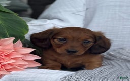 Miniature Dachshund dogs for sale: Max - Image 26