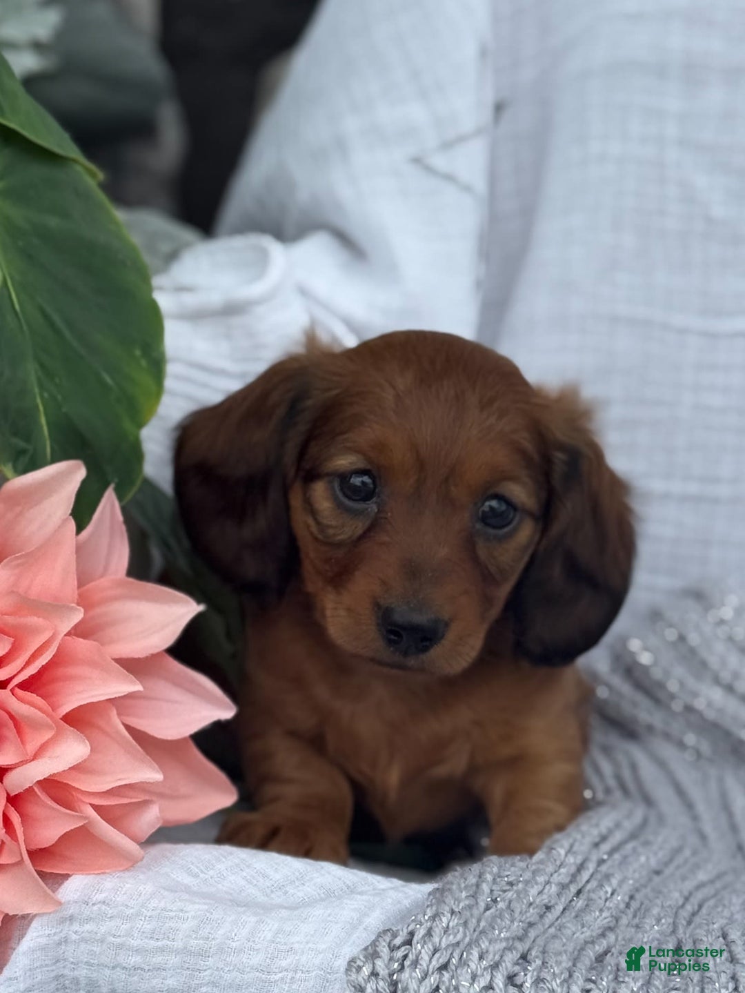 Miniature Dachshund dogs for sale: Max - Image 26