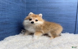 Pomeranian dogs for sale: Taryn - Image 13