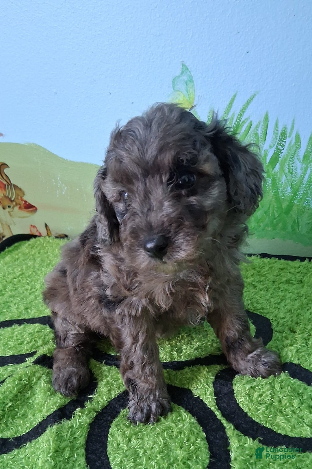 Mini Aussiedoodle dogs for sale: Basil - Image 4