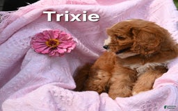 Cavapoo dogs for sale: Trixie - Image 1