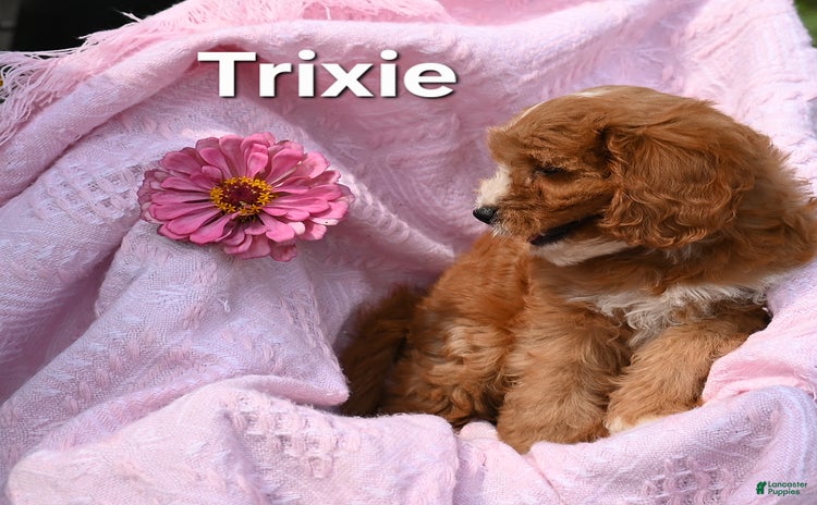 Cavapoo dogs for sale - Ad 5
